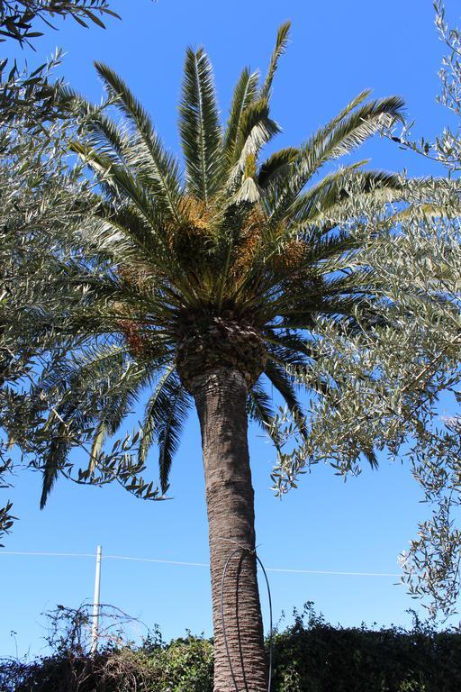Appartamento Le Tre Palme Frigintini المظهر الخارجي الصورة